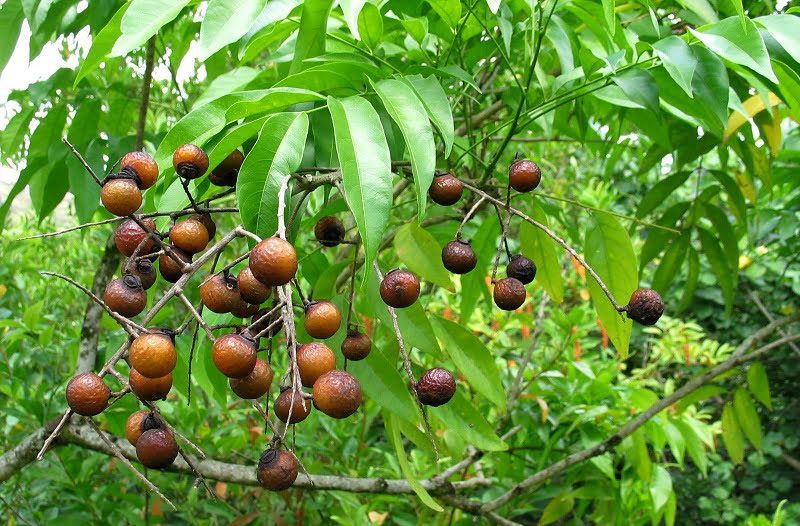 bo-hon-khang-nam-tri-benh-ngoai-d
