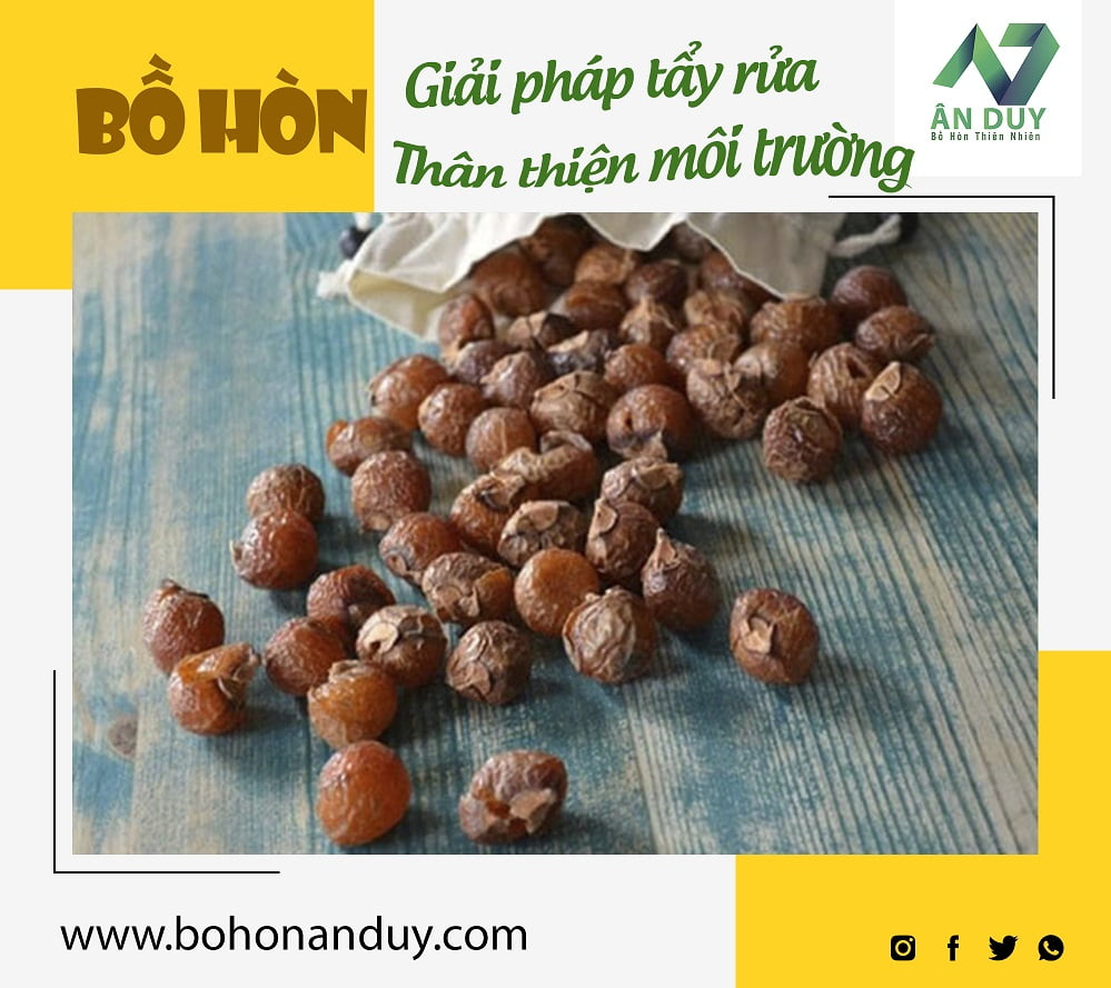 Bồ Hòn - Giải pháp tẩy rửa thân thiện môi trường
